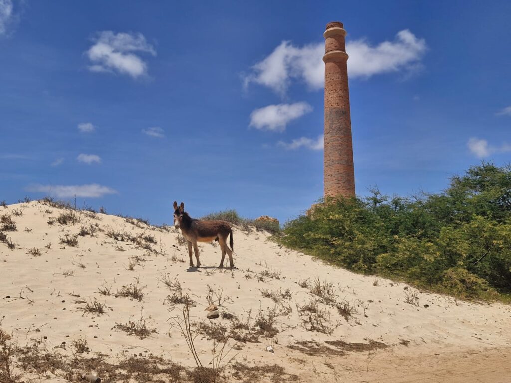 Donkey standing on a sand dune in the natural landscape of Boa Vista