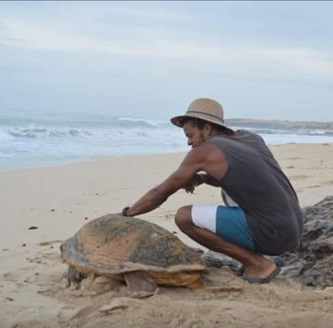 Sea turtle conservation guide during turtle watching tour in Boa Vista